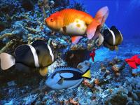 free 3D Aqua Screensaver 2.86 screenshot. Click to enlarge!