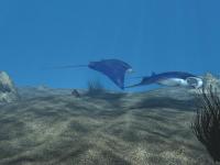 free 3D Manta Ray Aqua 2.75 screenshot. Click to enlarge!